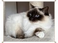 Birma Katze Alice K�ln Zuhause - Rassekatzen - Bild 1