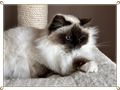 Birma Katze Alice K�ln Zuhause - Rassekatzen - Bild 3