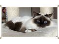 Birma Katze Alice K�ln Zuhause - Rassekatzen - Bild 4