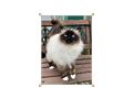 Heilige Birma Katze Velvet Zuhause - Rassekatzen - Bild 1