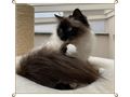 Heilige Birma Katze Velvet Zuhause - Rassekatzen - Bild 2