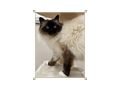 Heilige Birma Katze Velvet Zuhause - Rassekatzen - Bild 3