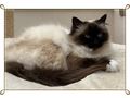 Heilige Birma Katze Velvet Zuhause - Rassekatzen - Bild 4