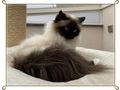 Heilige Birma Katze Velvet Zuhause - Rassekatzen - Bild 5