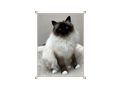 Heilige Birma Katze Velvet Zuhause - Rassekatzen - Bild 6