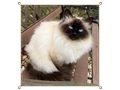 Heilige Birma Katze Velvet Zuhause - Rassekatzen - Bild 7