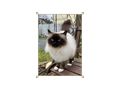 Heilige Birma Katze Velvet Zuhause - Rassekatzen - Bild 8