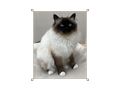 Heilige Birma Katze Velvet Zuhause - Rassekatzen - Bild 9