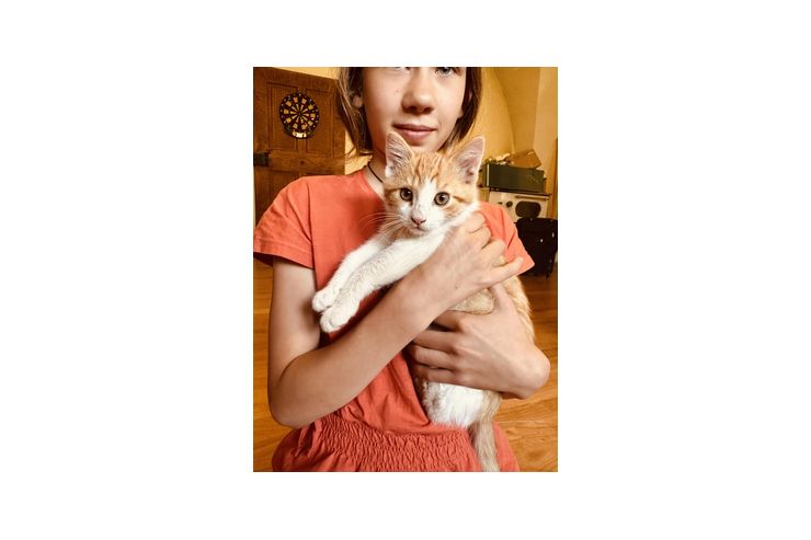 Katzenbabys - Mischlingskatzen - Bild 1