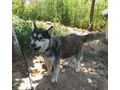 Thunder freut SEINE Menschen - Mischlingshunde - Bild 1
