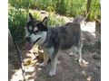 Thunder freut SEINE Menschen - Mischlingshunde - Bild 5