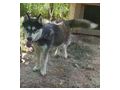 Thunder freut SEINE Menschen - Mischlingshunde - Bild 8