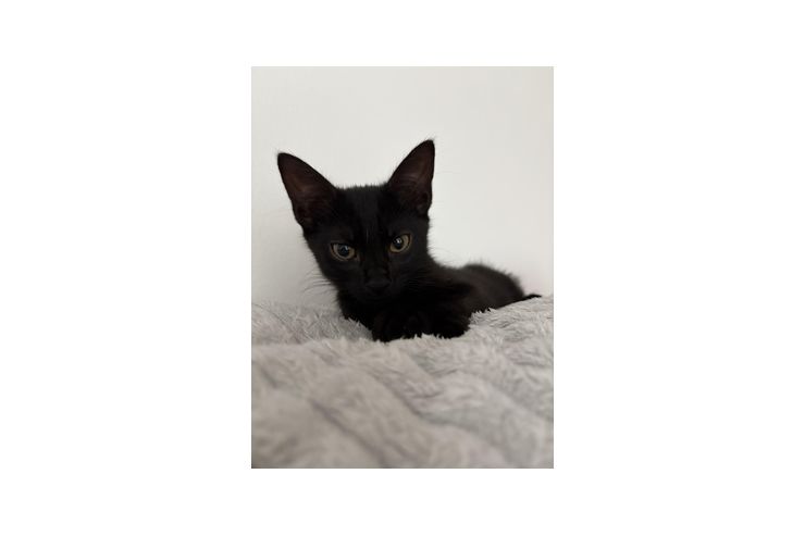 Babykatze - Mischlingskatzen - Bild 1