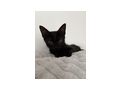 Babykatze - Mischlingskatzen - Bild 1