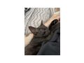 Babykatze - Mischlingskatzen - Bild 2