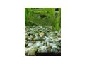 Antennenwels Nachwuchs - Fische - Bild 13