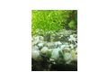 Antennenwels Nachwuchs - Fische - Bild 7