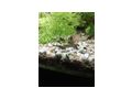 Antennenwels Nachwuchs - Fische - Bild 9