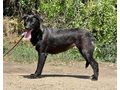 Kye freut SIE - Mischlingshunde - Bild 3