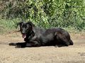 Kye freut SIE - Mischlingshunde - Bild 6