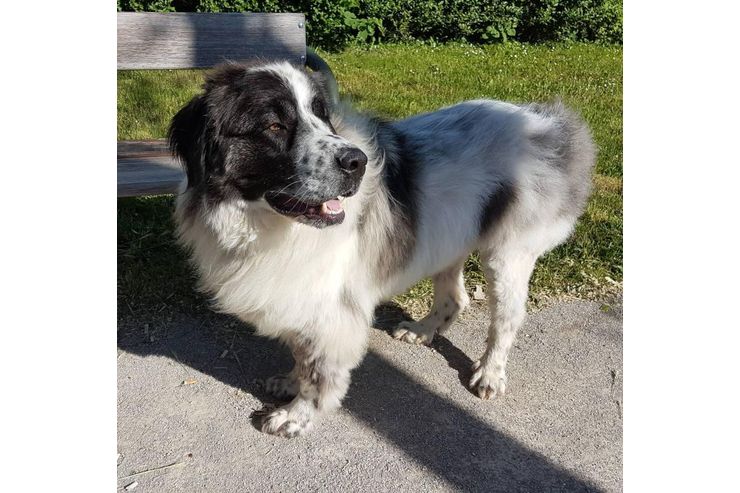 Buster NOTFALL �sterreich - Mischlingshunde - Bild 1