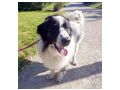 Buster NOTFALL �sterreich - Mischlingshunde - Bild 2