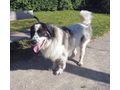 Buster NOTFALL �sterreich - Mischlingshunde - Bild 3