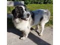 Buster NOTFALL �sterreich - Mischlingshunde - Bild 1