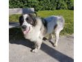Buster NOTFALL �sterreich - Mischlingshunde - Bild 6