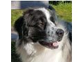 Buster NOTFALL �sterreich - Mischlingshunde - Bild 10