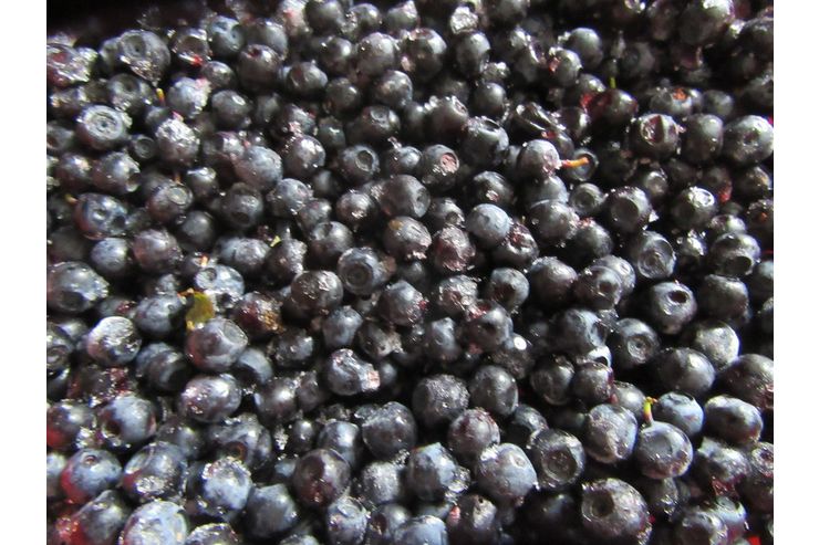 Waldheidelbeeren M�hlviertel - Nahrungserg�nzungsmittel - Bild 1