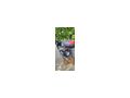 Yamaha X Max 125 - Yamaha - Bild 6