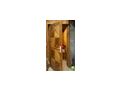 Innent�ren Altholz Massivholz - Wohnzimmer - Bild 3