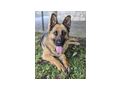 Rea DRINGEND Zuhause NOTFALL - Mischlingshunde - Bild 1