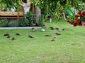 Junge Enten abzugeben - Enten & G�nse - Bild 2