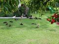 Junge Enten abzugeben - Enten & G�nse - Bild 4