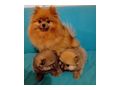 Miniatur Deutscher Spitz Pomeranian - Rassehunde - Bild 1