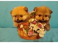 Miniatur Deutscher Spitz Pomeranian - Rassehunde - Bild 2