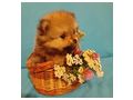 Miniatur Deutscher Spitz Pomeranian - Rassehunde - Bild 3