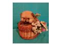 Miniatur Deutscher Spitz Pomeranian - Rassehunde - Bild 4