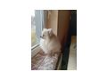 Miniatur Deutscher Spitz Pomeranian - Rassehunde - Bild 5
