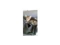 Baby K�tzchen - Mischlingskatzen - Bild 3