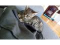 Baby K�tzchen - Mischlingskatzen - Bild 1