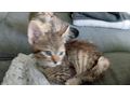 Baby K�tzchen - Mischlingskatzen - Bild 2