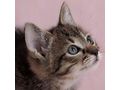 H�bsche getigerte Katze Zuhause - Mischlingskatzen - Bild 1