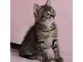 H�bsche getigerte Katze Zuhause - Mischlingskatzen - Bild 3