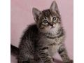 H�bsche getigerte Katze Zuhause - Mischlingskatzen - Bild 4