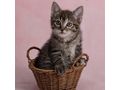 H�bsche getigerte Katze Zuhause - Mischlingskatzen - Bild 2