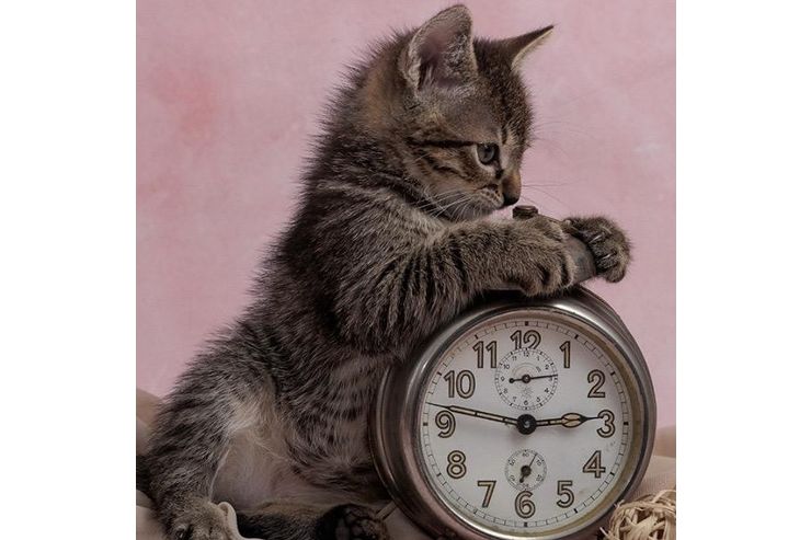 S��e Katzenlady Zuhause - Mischlingskatzen - Bild 1