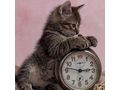 S��e Katzenlady Zuhause - Mischlingskatzen - Bild 1